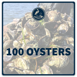 100 Oysters