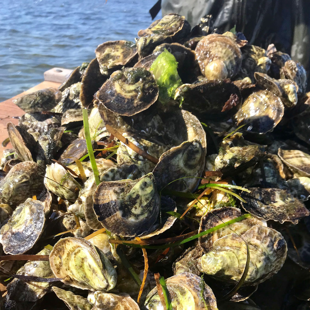 100 Oysters