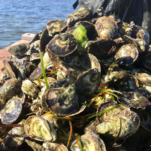 100 Oysters